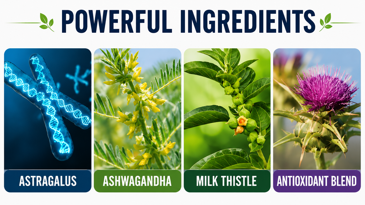 Milk thistle antioxidant wellness ingredient