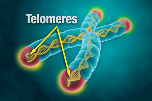 DNA telomere science image